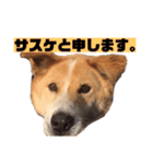 愛犬サスケの日常スタンプ（個別スタンプ：18）