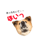 愛犬サスケの日常スタンプ（個別スタンプ：19）