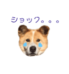 愛犬サスケの日常スタンプ（個別スタンプ：20）