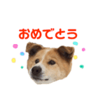 愛犬サスケの日常スタンプ（個別スタンプ：21）