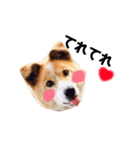 愛犬サスケの日常スタンプ（個別スタンプ：23）