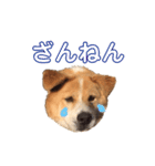 愛犬サスケの日常スタンプ（個別スタンプ：24）