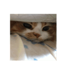 らいおんのおまる（個別スタンプ：3）