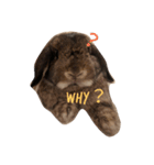 pepino2（個別スタンプ：2）