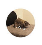 pepino2（個別スタンプ：5）