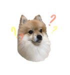 ポン助くん（個別スタンプ：4）