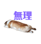 カイルの日常（個別スタンプ：3）