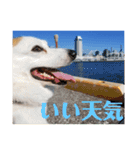 カイルの日常（個別スタンプ：5）
