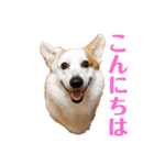カイルの日常（個別スタンプ：6）