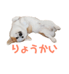 カイルの日常（個別スタンプ：7）