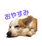 カイルの日常（個別スタンプ：8）