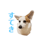 カイルの日常（個別スタンプ：10）
