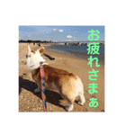カイルの日常（個別スタンプ：11）