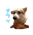 カイルの日常（個別スタンプ：13）
