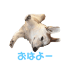 カイルの日常（個別スタンプ：16）