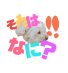 ワン だ フル な日常（個別スタンプ：9）