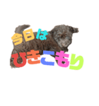 ワン だ フル な日常（個別スタンプ：22）