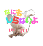 ワン だ フル な日常（個別スタンプ：23）