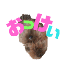 ワン だ フル な日常（個別スタンプ：32）