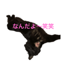 にゃんこりん（個別スタンプ：1）