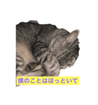 にゃんこりん（個別スタンプ：3）