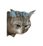 にゃんこりん（個別スタンプ：4）