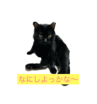 にゃんこりん（個別スタンプ：6）