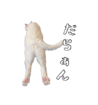 ウチのネコのスタンプ（個別スタンプ：6）