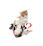 ウチのネコのスタンプ（個別スタンプ：9）