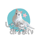 ウチのネコのスタンプ（個別スタンプ：10）