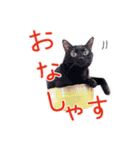 ウチのネコのスタンプ（個別スタンプ：16）