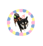 まめもこスタンプ（個別スタンプ：2）