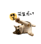 おいなりくんとちくわちゃん3（個別スタンプ：5）