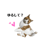 誰でも使えるユニークなねこ〜the cats〜（個別スタンプ：3）