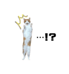誰でも使えるユニークなねこ〜the cats〜（個別スタンプ：4）