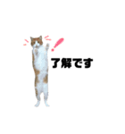 誰でも使えるユニークなねこ〜the cats〜（個別スタンプ：6）