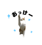 誰でも使えるユニークなねこ〜the cats〜（個別スタンプ：7）