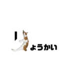 誰でも使えるユニークなねこ〜the cats〜（個別スタンプ：8）