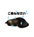 誰でも使えるユニークなねこ〜the cats〜（個別スタンプ：11）