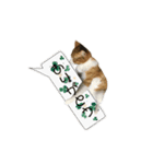 誰でも使えるユニークなねこ〜the cats〜（個別スタンプ：13）