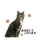誰でも使えるユニークなねこ〜the cats〜（個別スタンプ：14）