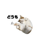 誰でも使えるユニークなねこ〜the cats〜（個別スタンプ：15）