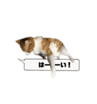 誰でも使えるユニークなねこ〜the cats〜（個別スタンプ：16）