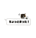 誰でも使えるユニークなねこ〜the cats〜（個別スタンプ：17）