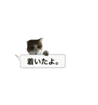 誰でも使えるユニークなねこ〜the cats〜（個別スタンプ：18）