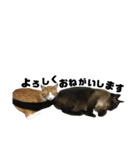 誰でも使えるユニークなねこ〜the cats〜（個別スタンプ：19）