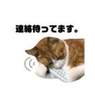 誰でも使えるユニークなねこ〜the cats〜（個別スタンプ：21）