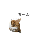 誰でも使えるユニークなねこ〜the cats〜（個別スタンプ：22）