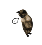 誰でも使えるユニークなねこ〜the cats〜（個別スタンプ：23）