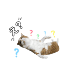 誰でも使えるユニークなねこ〜the cats〜（個別スタンプ：24）
